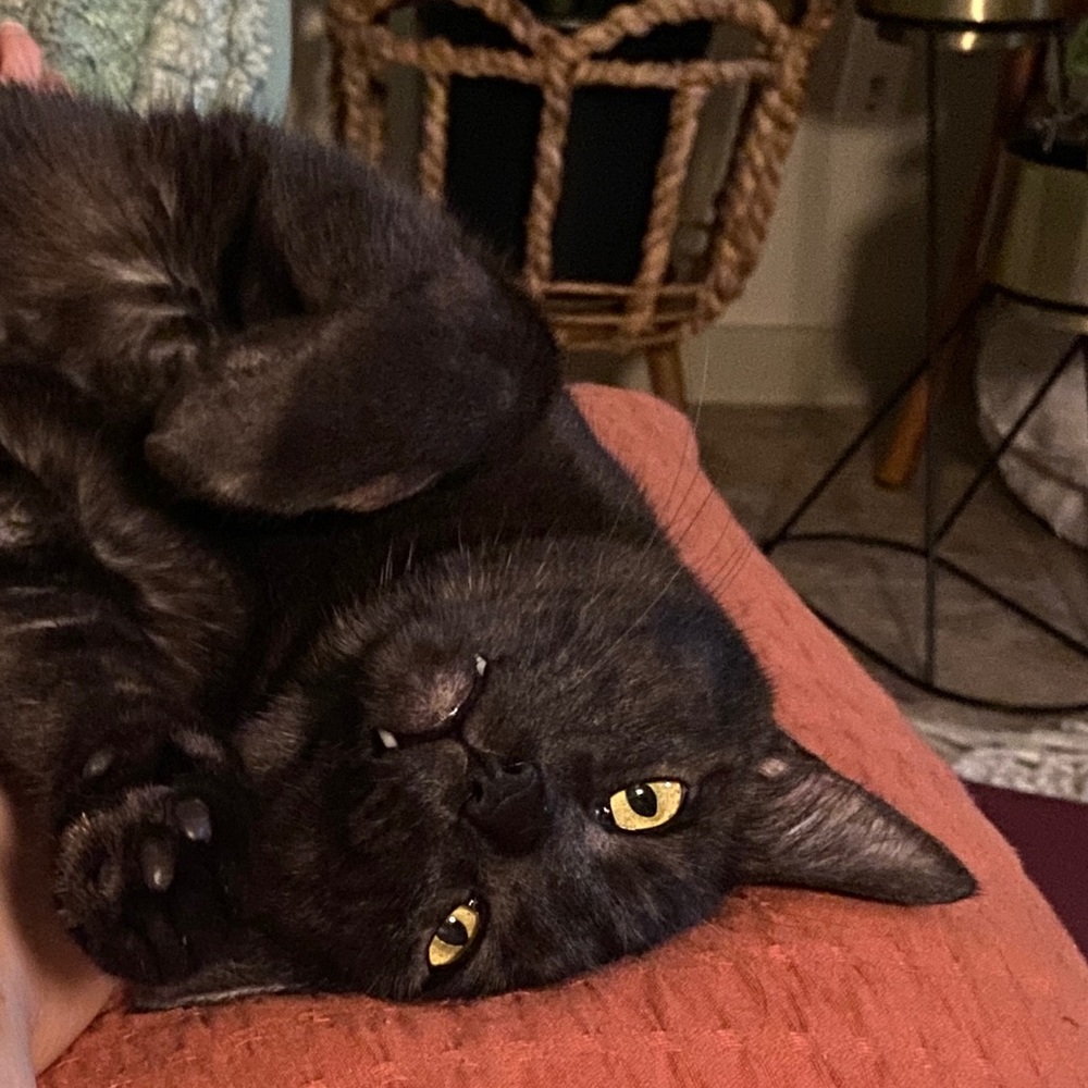 Meet your Posher, Moremark